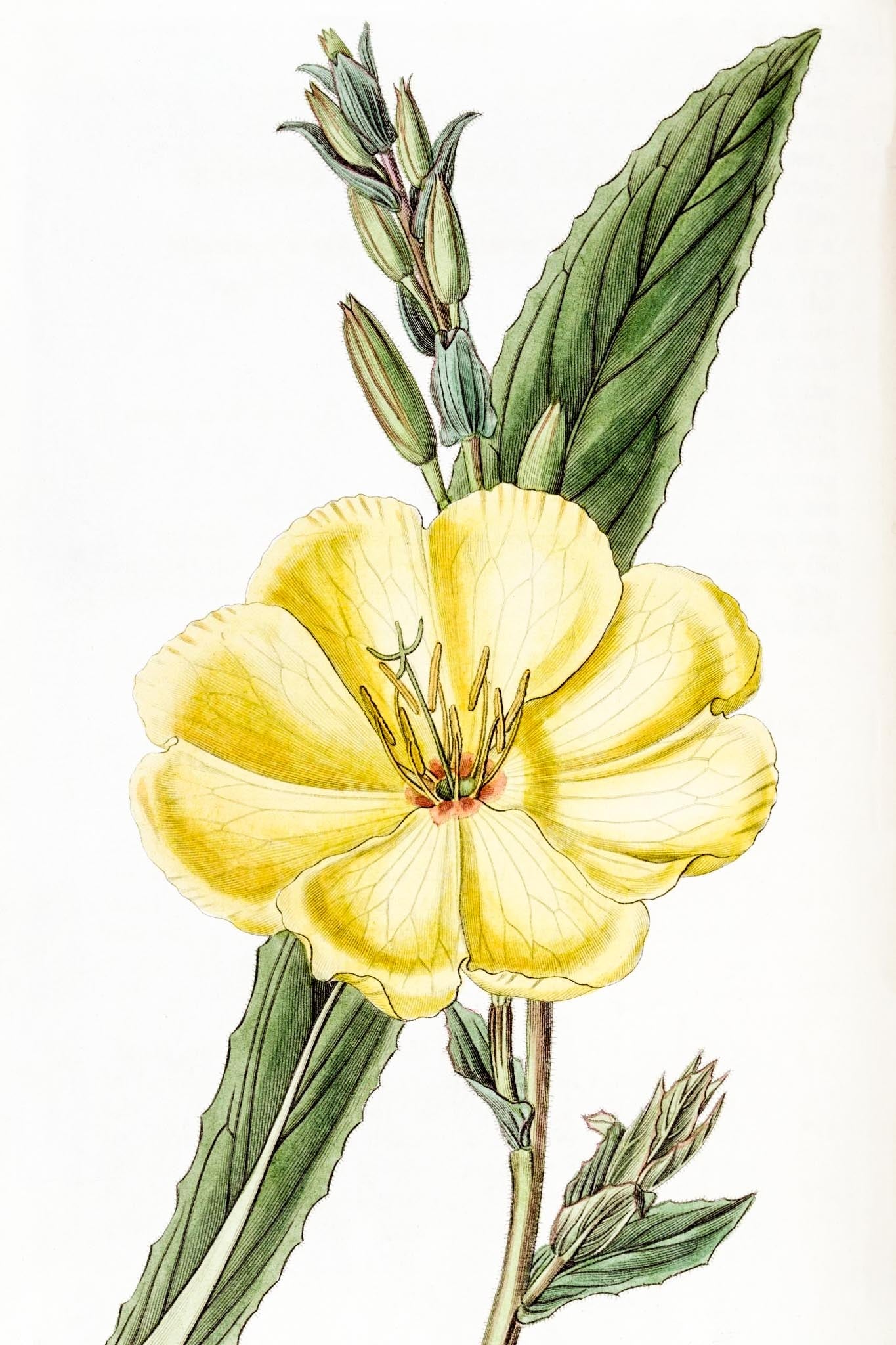 Large-Flowered Biennial Evening Primrose