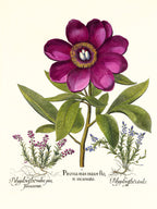 Large crimson corallina peony, Common milkwort