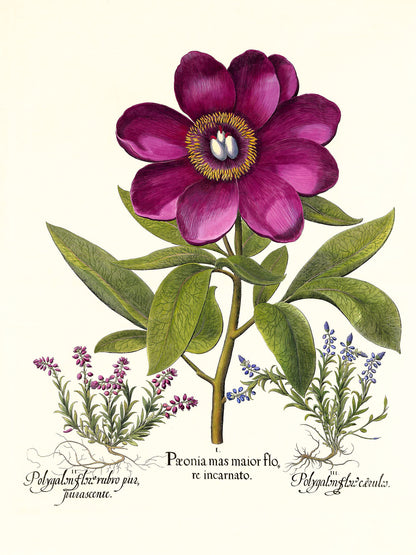 Large crimson corallina peony, Common milkwort