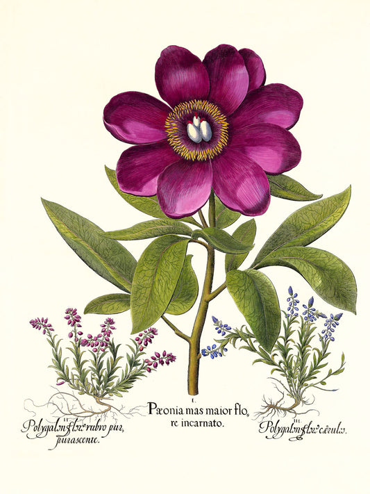 Large crimson corallina peony, Common milkwort