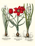 Late multiflorous red tulip, Summer snowflake, et al