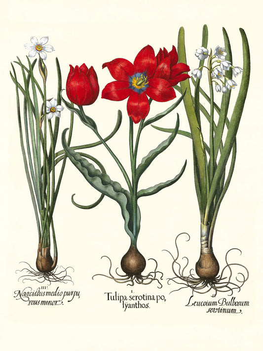 Late multiflorous red tulip, Summer snowflake, et al