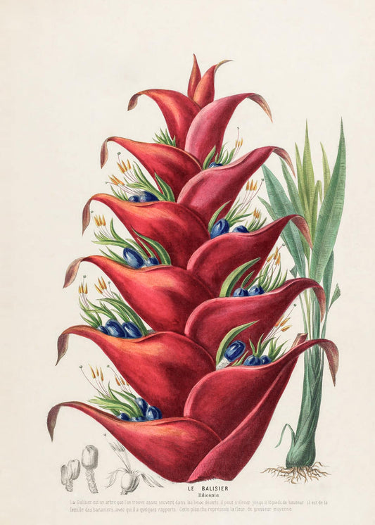 Le Balisier (Hiliconia)