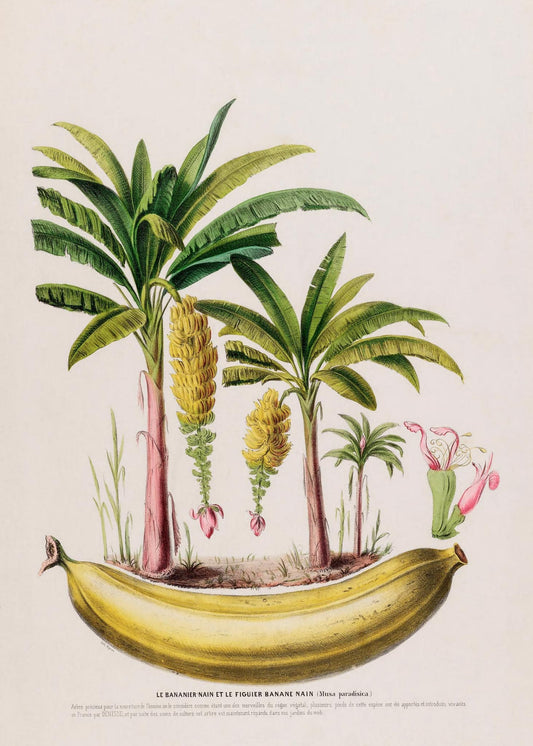Le Bananier Nain (Musa Paradisica)