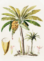 Le Bananier (Musa Paradisica)