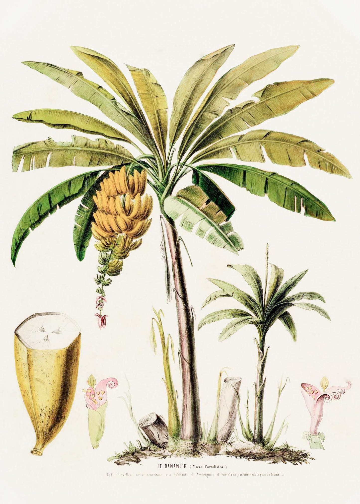 Le Bananier (Musa Paradisica)