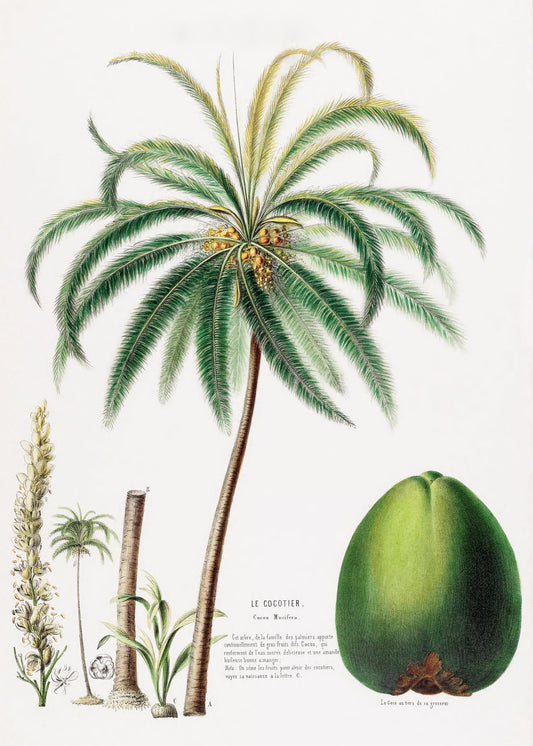 Le Cocotier (Cocos Mucifera)