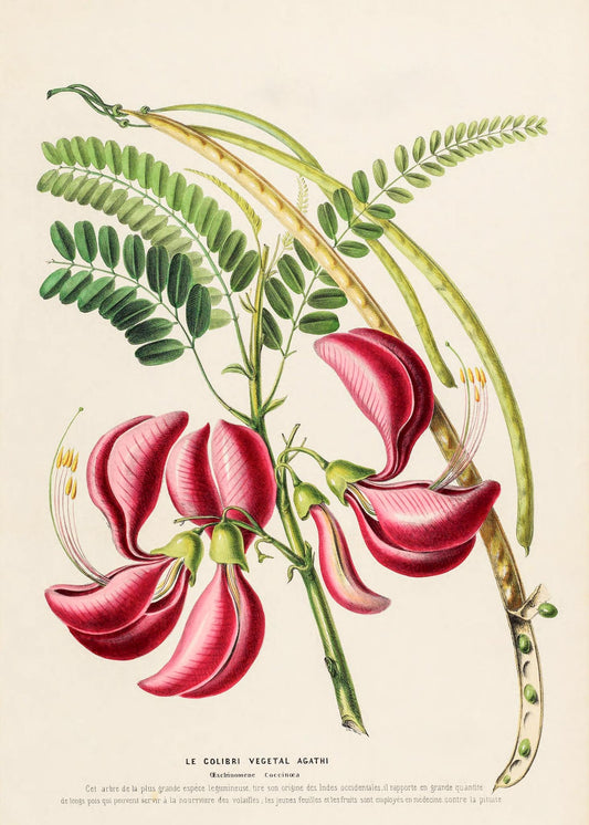 Le Colibri Végétal Agathi