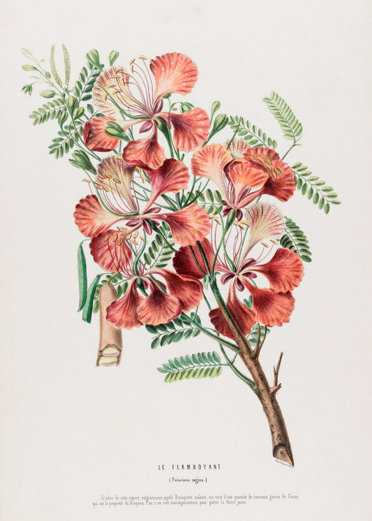 Le Flamboyant (Poinciana Regina)