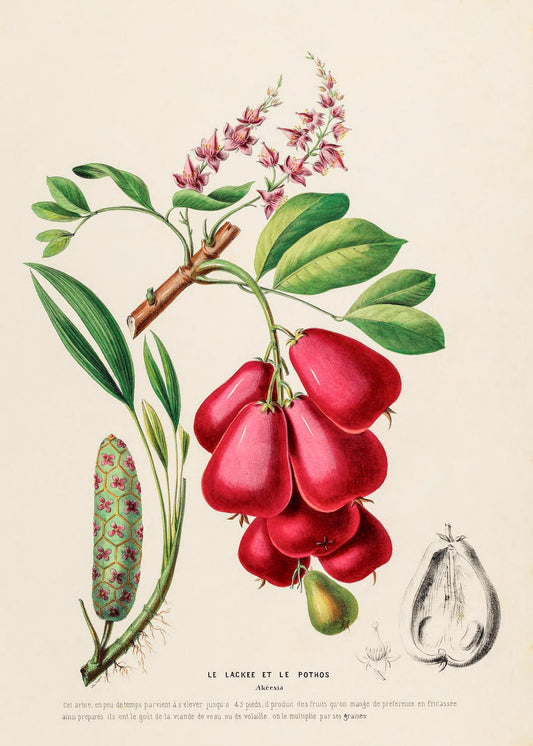 Le Lackee et le Pothos (Akeesia)