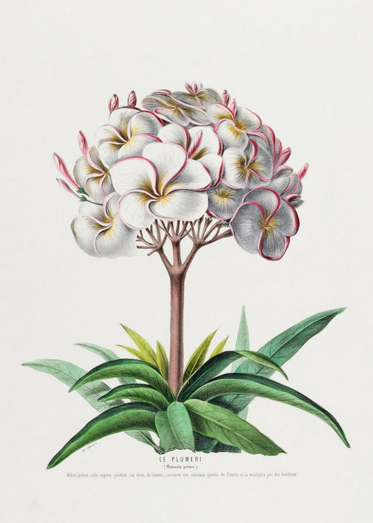 Le Plumeri (Plumeria Primo)