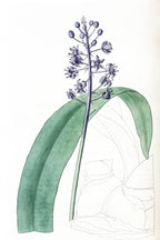 Lead-Coloured Scilla