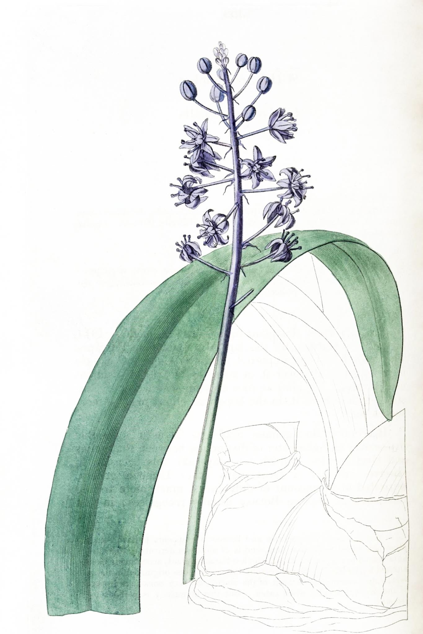 Lead-Coloured Scilla