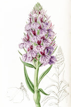 Leafy-Spiked Orchis