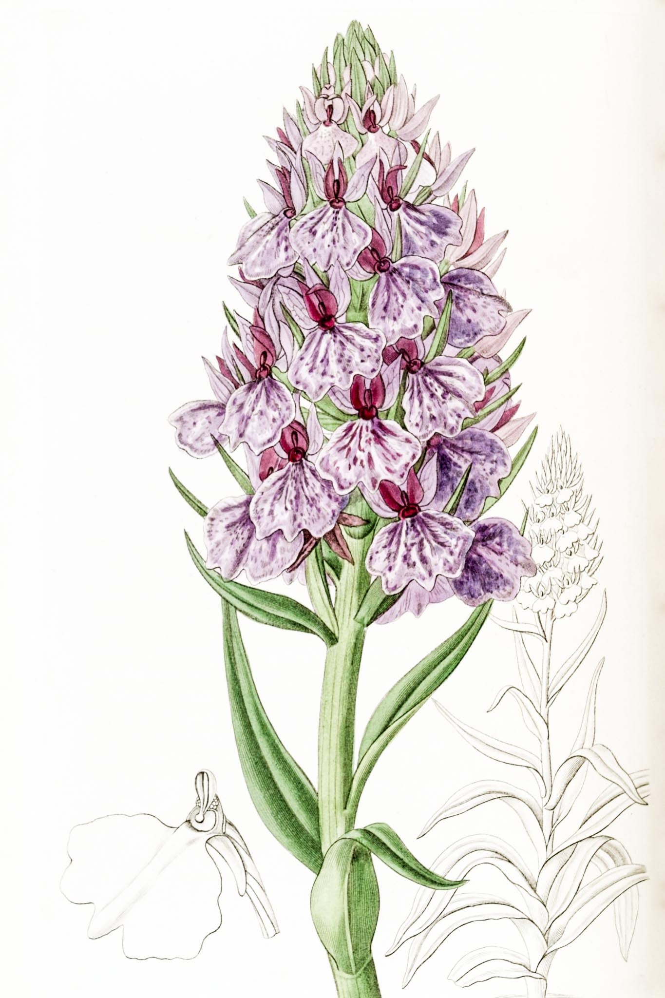 Leafy-Spiked Orchis