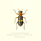 Lemidia Obliquefasciata