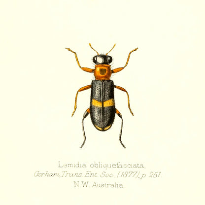 Lemidia Obliquefasciata