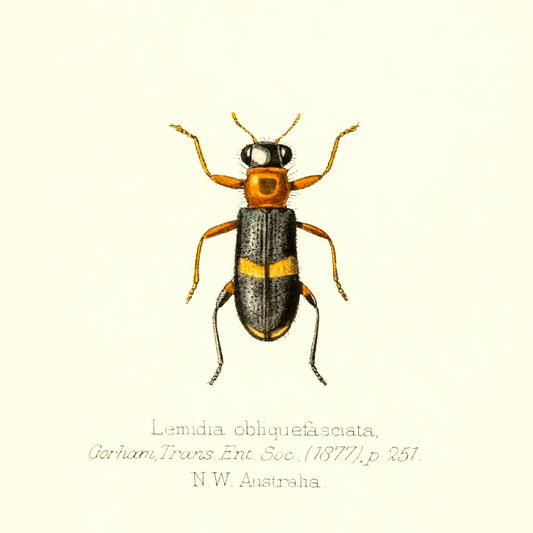 Lemidia Obliquefasciata