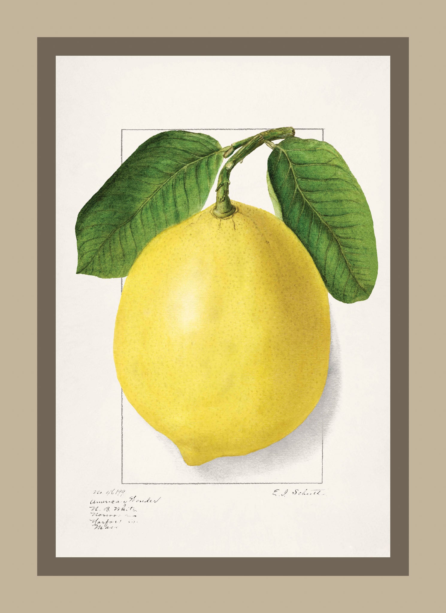 Lemon Citrus