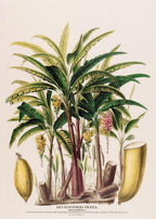 Les Bananiers (Musa Paradisica)
