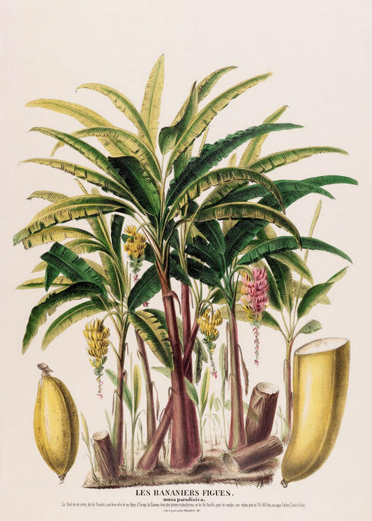 Les Bananiers (Musa Paradisica)