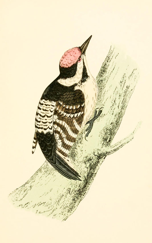 Lesser Spotted Woodpecker
