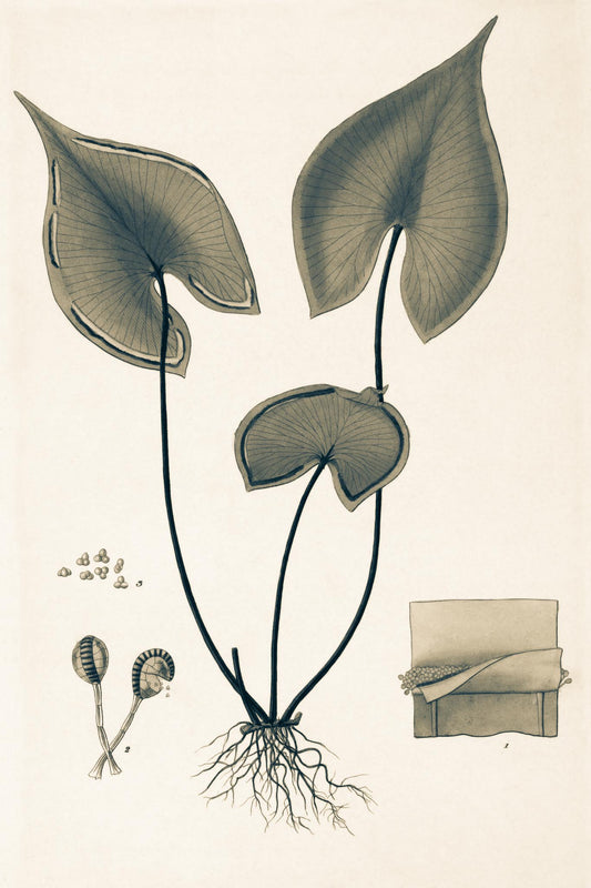 Lindsaea Sagittata