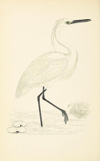 Little Egret