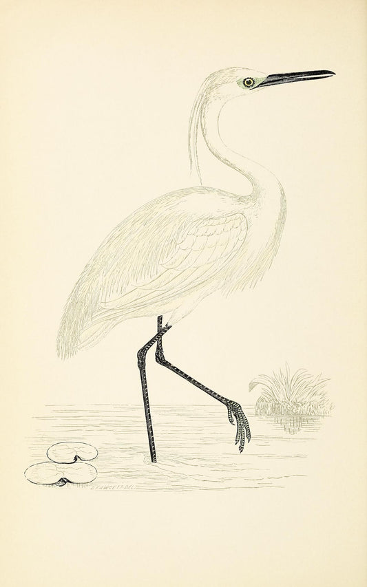 Little Egret