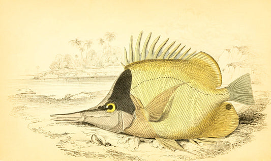 Long-Beaked Chelmon