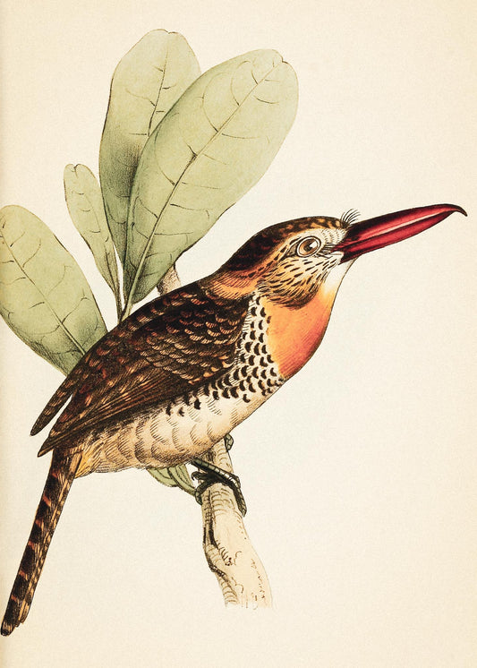 Long-Bill'd Puff Bird