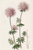 Long-styled Crucianella