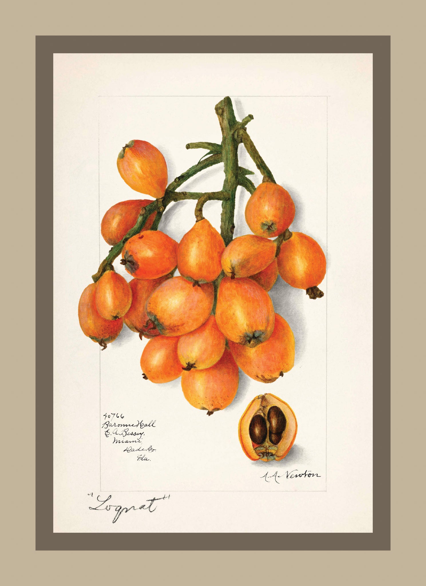 Loquats Eriobotrya Japonica