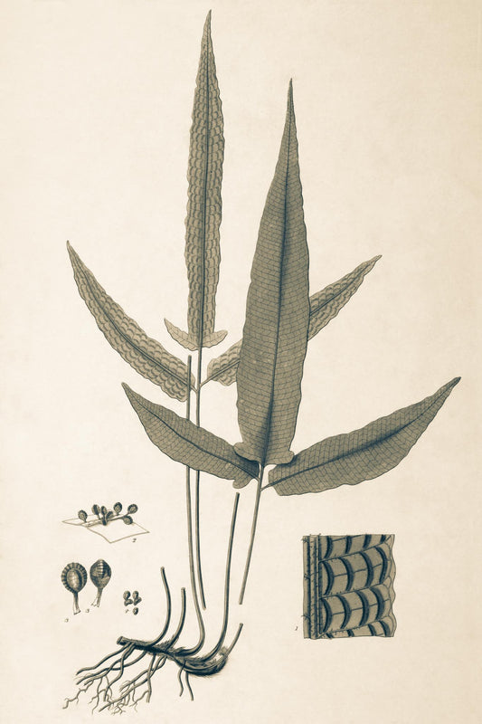 Lycopodium Heterophyllum