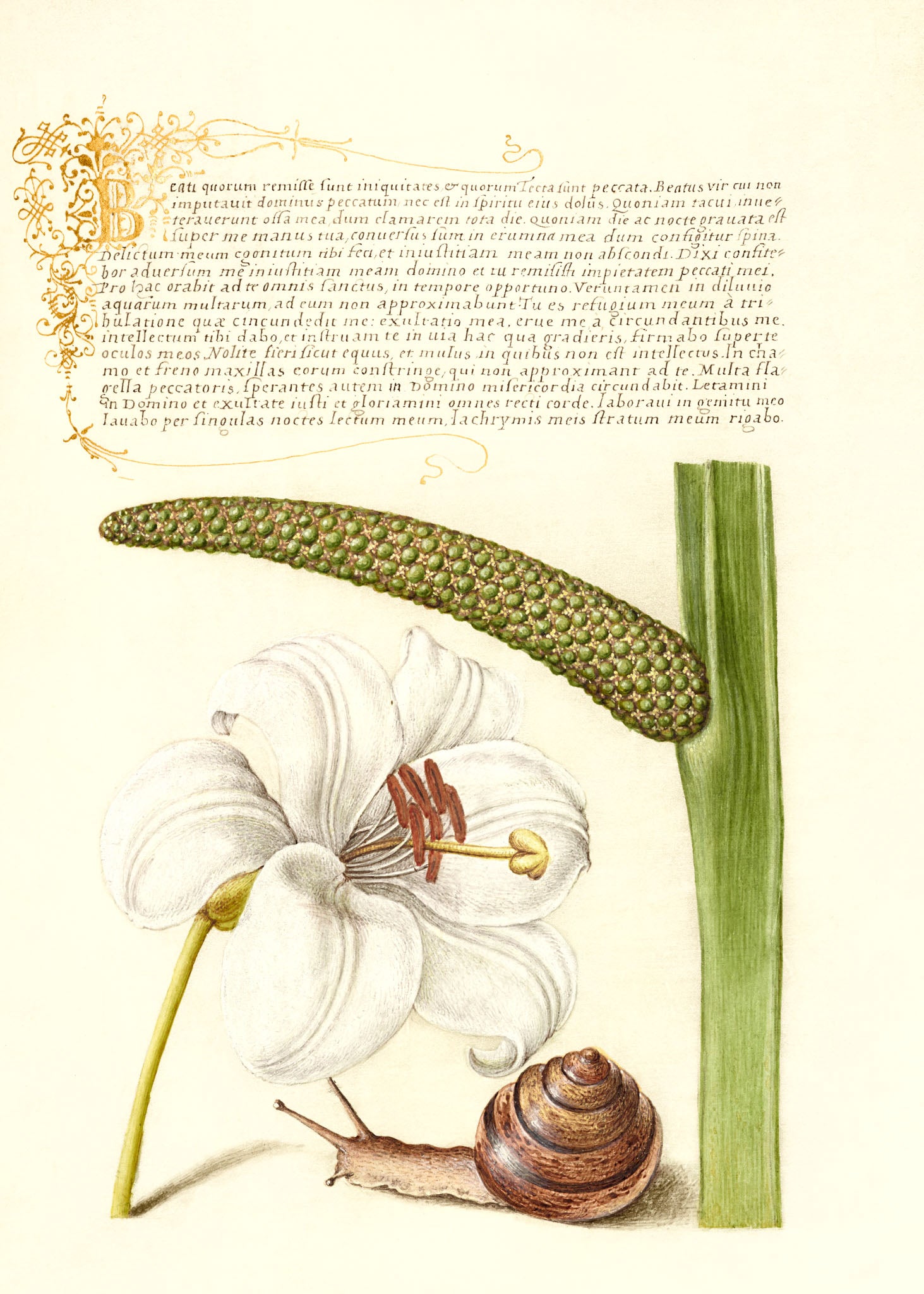 Madonna Lily, Terrestrial Mollusk, and Sweet Flag