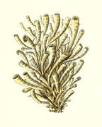 Madrepora anthophyllites