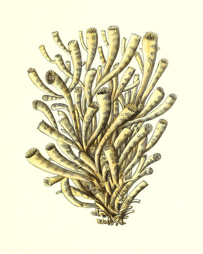 Madrepora anthophyllites