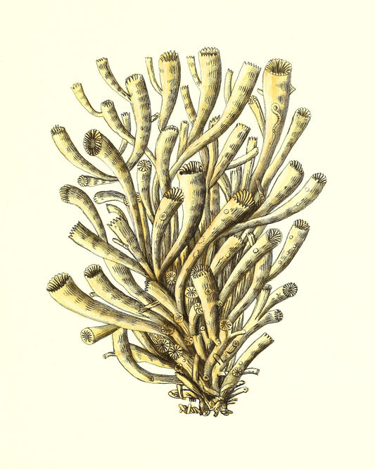 Madrepora anthophyllites