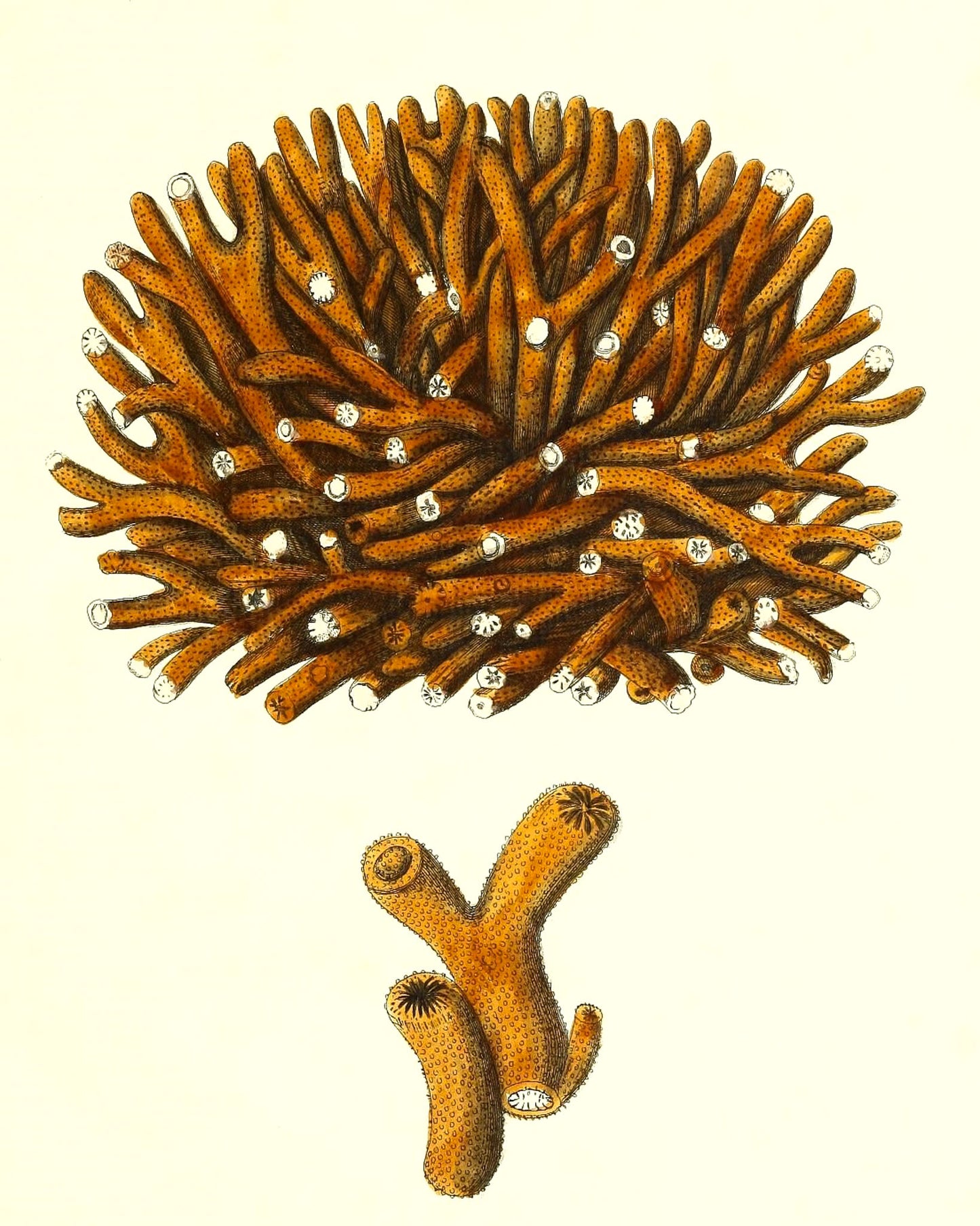 Madrepora flexuofa