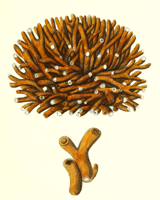 Madrepora flexuofa
