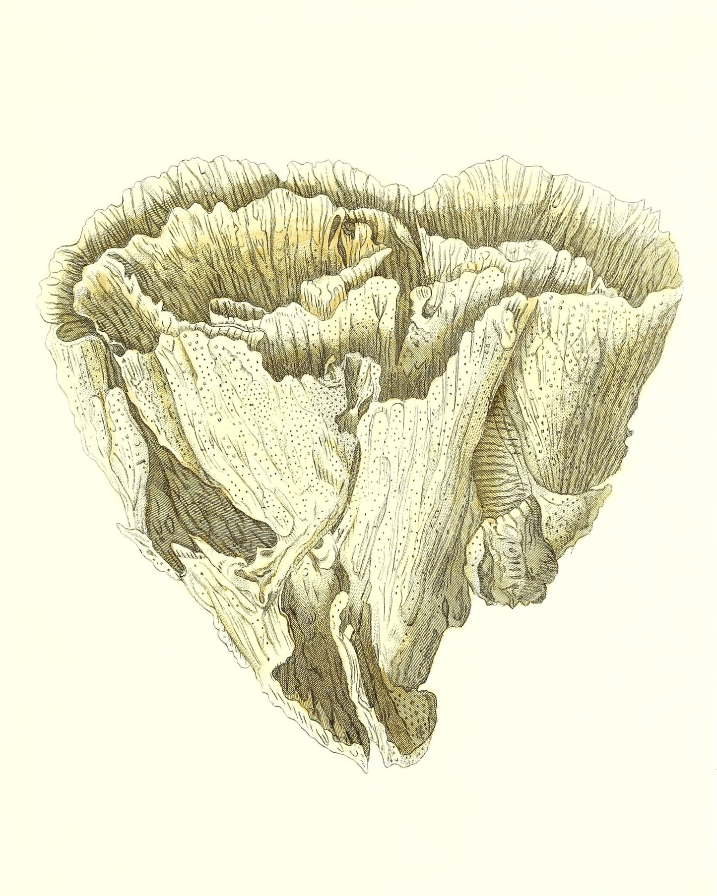 Madrepora foliofa