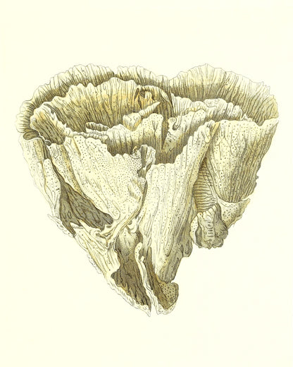 Madrepora foliofa