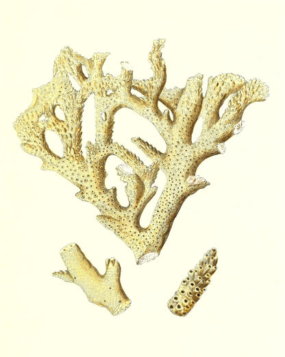 Madrepora muricata