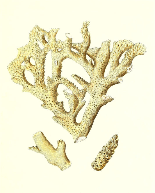 Madrepora muricata