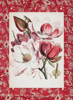 Magnolia Campbellii