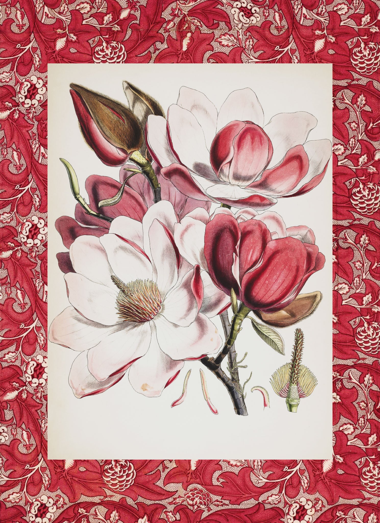 Magnolia Campbellii