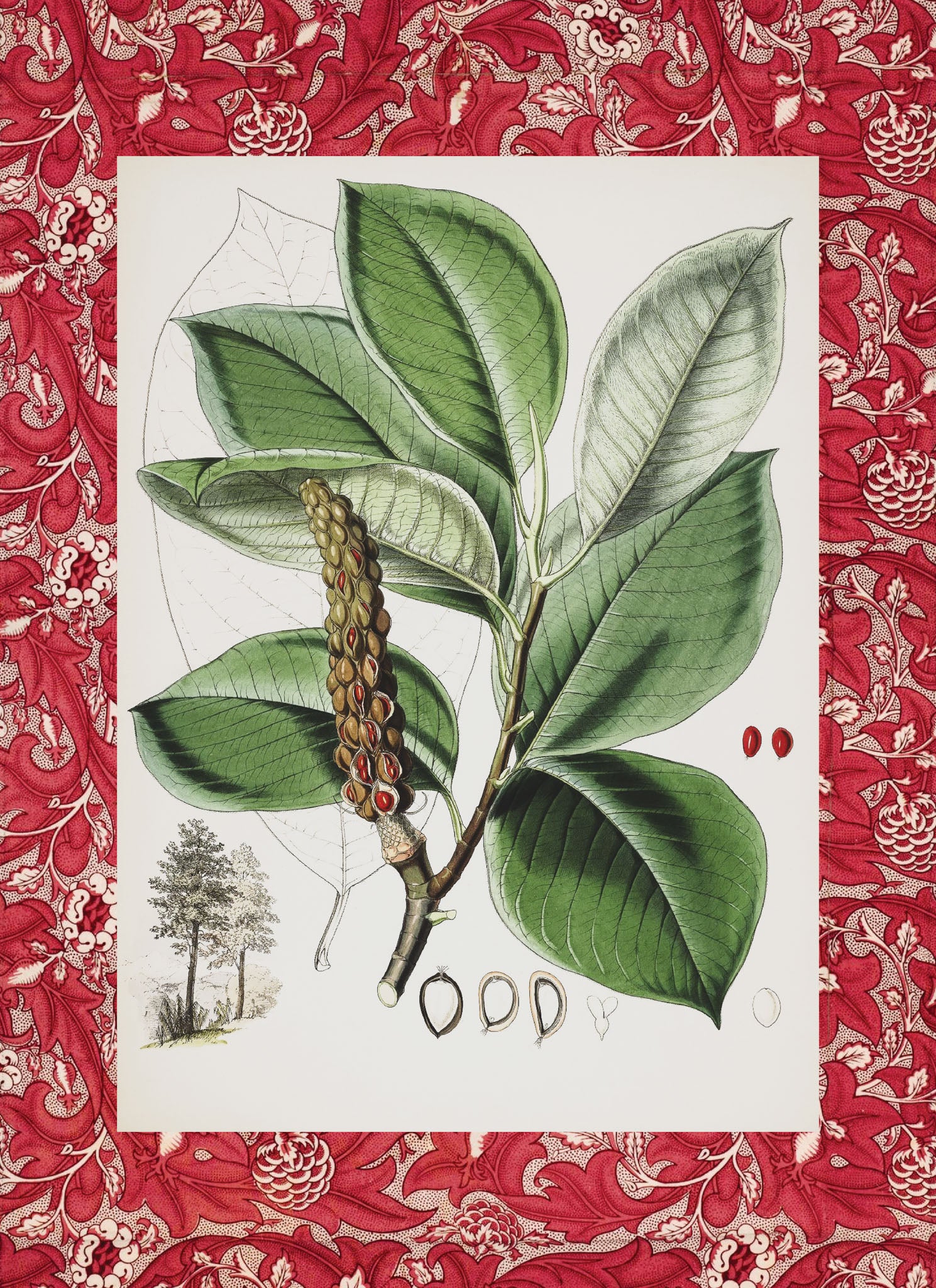 Magnolia Campbellii pod
