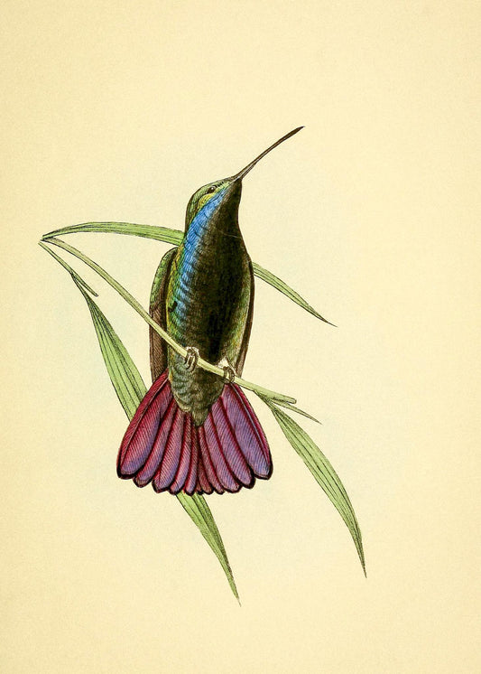 Mango Hummingbird Male