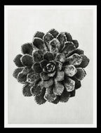 Margined Pyramidal Saxifrage (Saxifraga Aizoon)