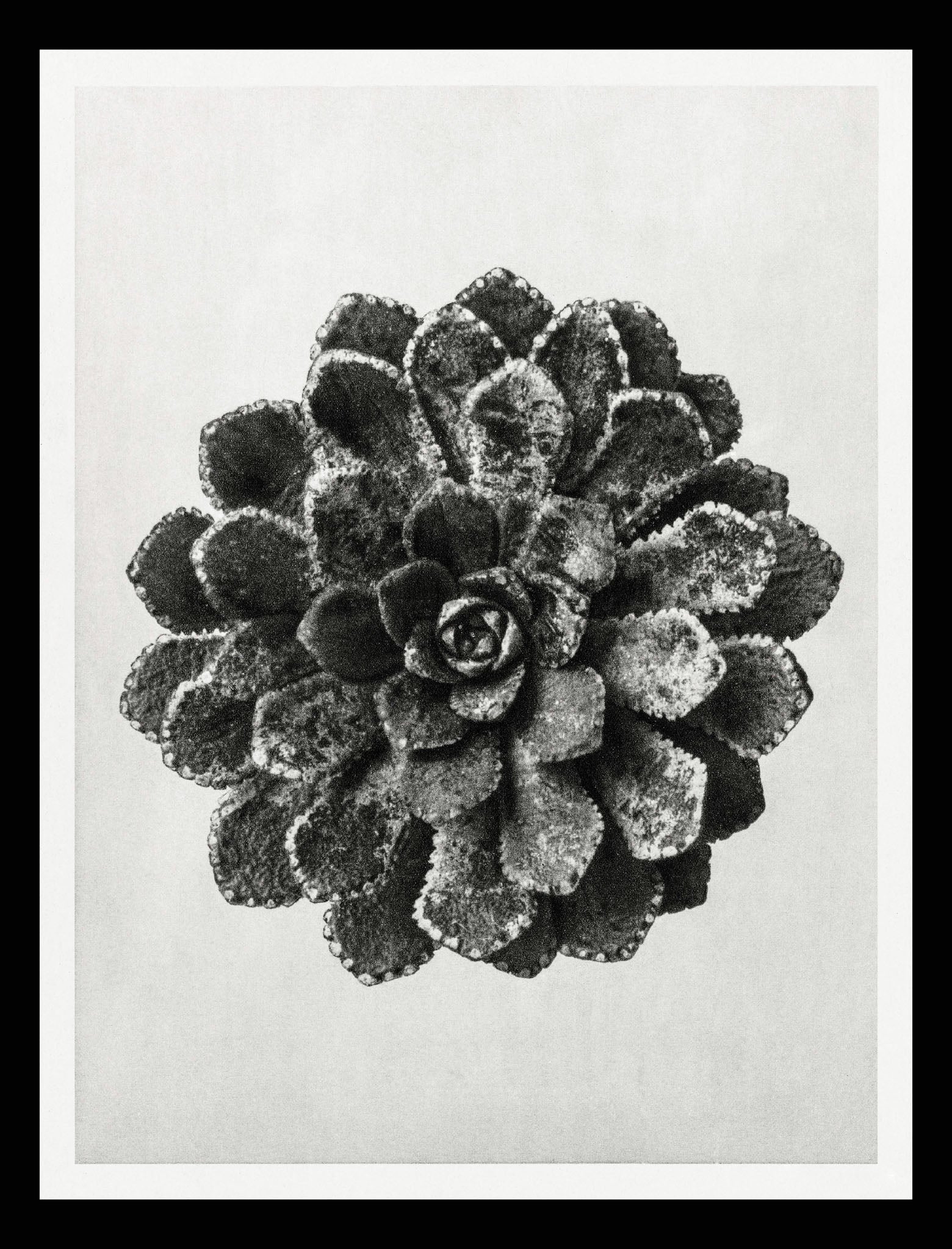 Margined Pyramidal Saxifrage (Saxifraga Aizoon)
